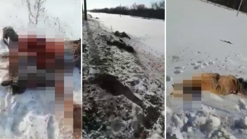 Видеодан алынған кадр