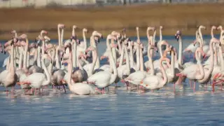 Ақтау тұрғыны бір топ қоқиқазды көктен видеоға түсірді