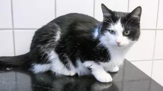 Коронавирус мысықтардан жұғуы мүмкін екені айтылды