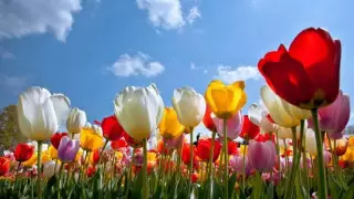 Қазақстандықтар 9 наурызда жұмысқа шыға ма?