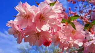 Елімізде 30 градусқа дейін ыстық болады