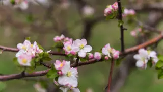 Алдағы күндері ауа райы қандай болады?