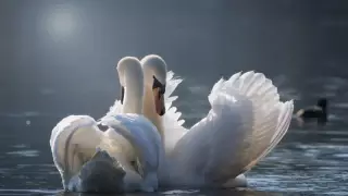 Нұр-Сұлтандағы ботаникалық баққа аққулар қонды