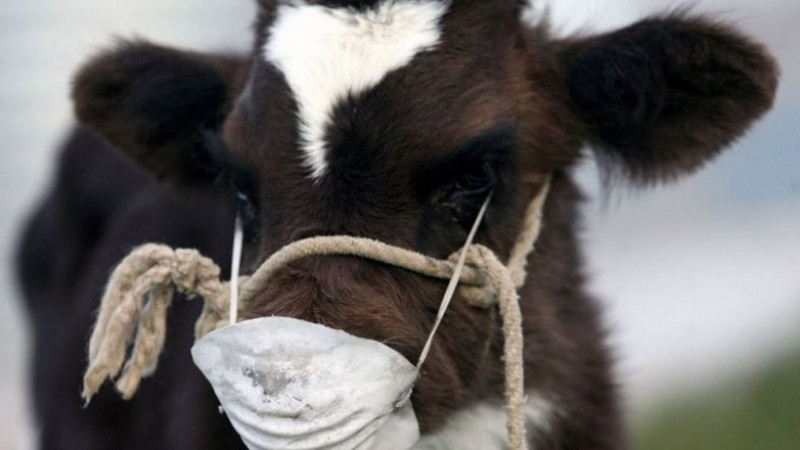 Көрнекі сурет