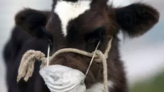 ШҚО-да белгісіз аурудан мал қырылып жатыр