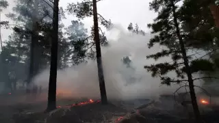 ШҚО-дағы орман өрті ауыздықталды