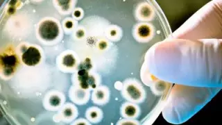 Ғалымдар коронавирустан кейін адамзат қандай ауруға шалдығуы мүмкін екенін айтты