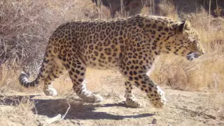 Үстіртте қабылан фотоқақпанға түсіп қалды