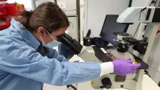 Нидерландыда қаракүзеннен адамға COVID-19 жұғу дерегі тіркелді