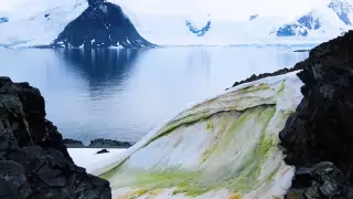 Антарктида балдырға жамылды