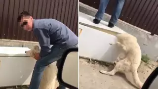 Атырау облысында итті тоңазытқыш есігімен қылғындырған ер адам ұсталды