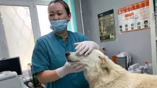 Жануарларды қорғаушылар қорлық көрген иттің жағдайын айтты