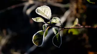 Қазақстанның бірнеше өңірінде үсік жүреді