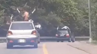 Алматыда мектеп түлектері қауіпті кортеж ұйымдастырған