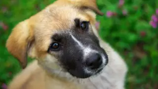 Атырау облысында ер адам көршісінің итін өлгенше ұрып-соққан