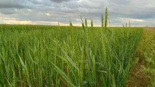 Қызылорда облысында егін егу жұмыстары аяқталды