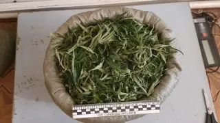 "Кептірілген марихуана" сақтаған Жамбыл облысының тұрғыны ұсталды