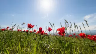 Алдағы күндері ауа райы қандай болады?