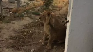 Ақтауда Симба есімді арыстанның иесіне жаза тағайындалды