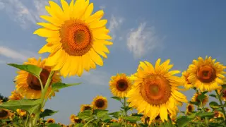 Қазақстанда 43 градусқа дейін ыстық болуы мүмкін