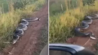 "Алакөлдегі анаконда" қазақстандықтардың есін шығарды