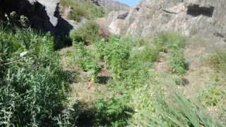 Бұлақ түбіне есірткі еккен екі қызылордалық ұсталды