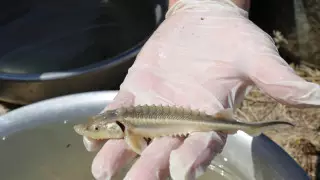 Виктория Круз порно