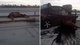 Павлодар облысында жантүршігерлік жол апаты болды