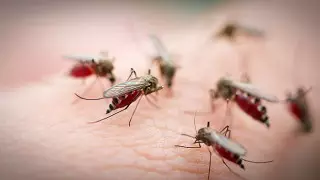 Атырауда маса көбейді