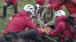 Англияда 16 адам бір итті құтқарды - видео