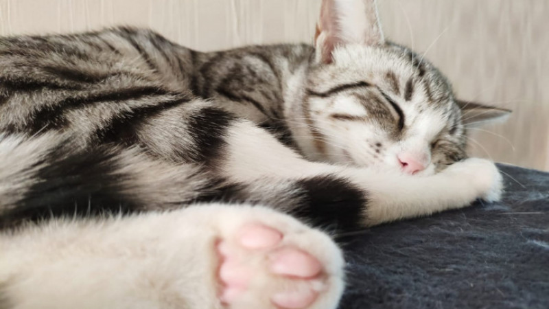 Фото: Tengrinews.kz