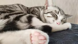 Қостанайда мысыққа қорлық көрсеткен ер адам психодиспансерде емделеді