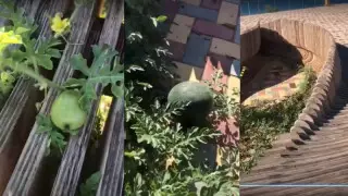 Ақтау жағалауында қарбыздар өсіп кетті