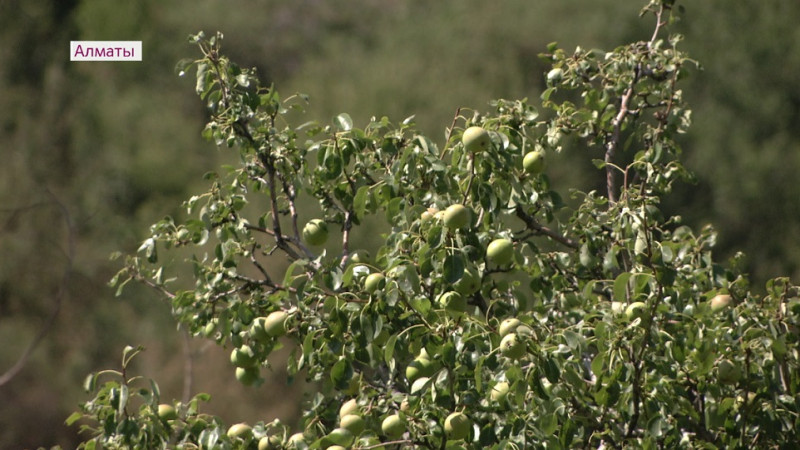 © Аlmaty.tv
