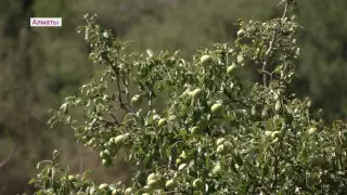Алматыда мыңдаған ағаш заңсыз кесіліп жатыр