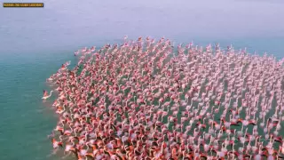 Жаңа жапондық порно шоулар