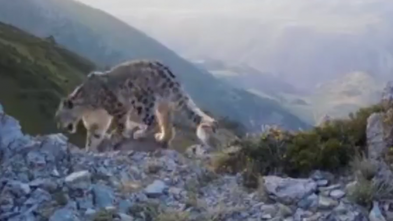 Скрин видео