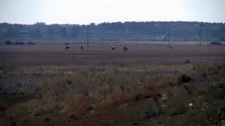 СҚО-да 900 мың гектар жер мемлекет меншігіне қайтарылды