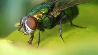 Дәретханадағы түкті семіз әйелдер