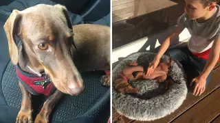 Ит өз иесімен қауышу үшін 16 мың шақырым қашықтықты жүріп келген