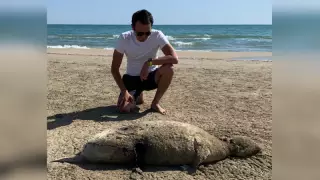 Экология министрлігіндегілер өлген итбалық туралы пікір білдірді