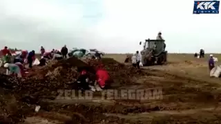 Ақтөбеліктерге тегін сәбіз жинауға кедергі келтірілді