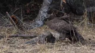Бүркіт пен келестің айқасы видеоға түсірілді