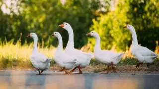 Қазақстанда құс тұмауына қарсы вакцинация жүргізіледі