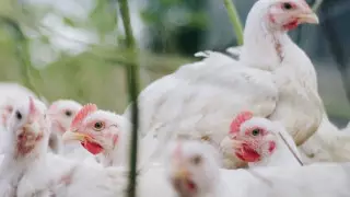 Ресейдегі құс тұмауы: дерттің 40-тан аса ошағы тіркелді