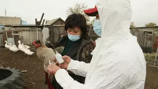 Қостанай облысында құс тұмауына байланысты карантин енгізілді