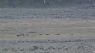 Желіде қасқыр үйірі мен гризли аюының айқасы видеосы пайда болды