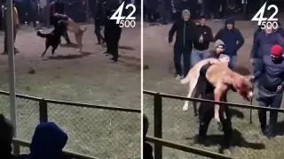 "Иті өлгенше төбелесіп, иесі қатты қуанды". Ұзынағашта ит төбелестіргендердің видеосы жарияланды