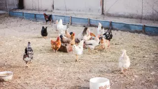 Құс тұмауы: Қостанай облысында тағы 3 ауыл карантинге жабылды