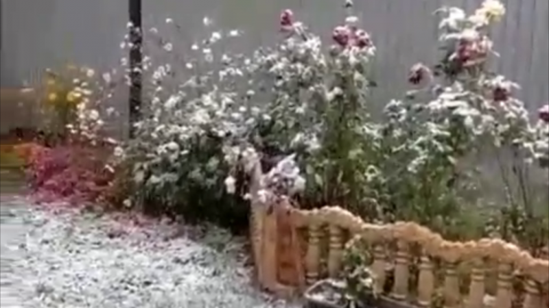 Видеодан алынған кадр